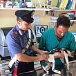 Cilento - Le ultime  Notizie foto - 16072014 CARABINIERE GATTO