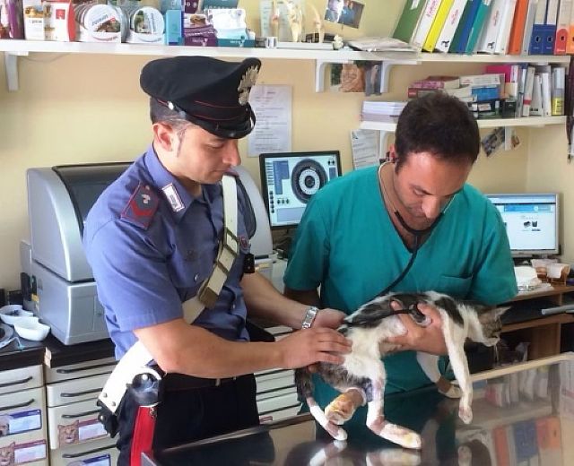16072014 CARABINIERE GATTO