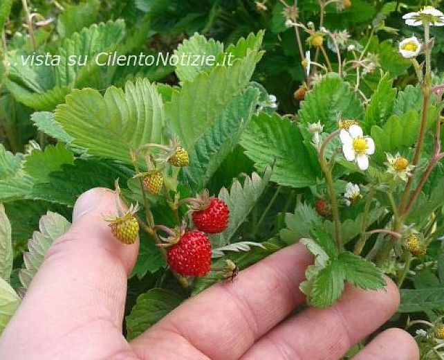 16072015 fragolino mellis