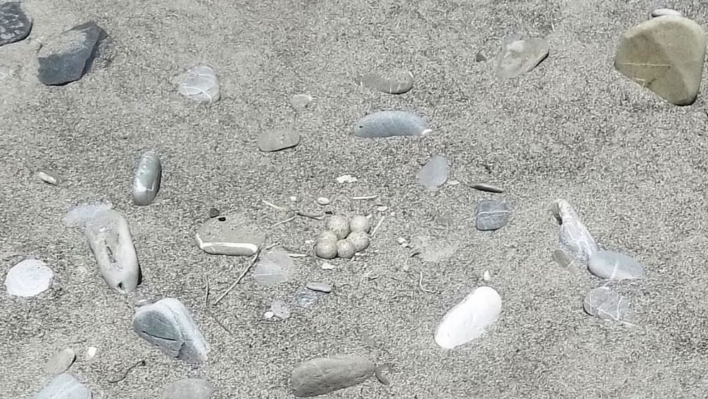 corriere piccolo uova