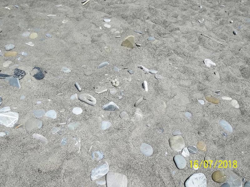 uova di corriere piccolo