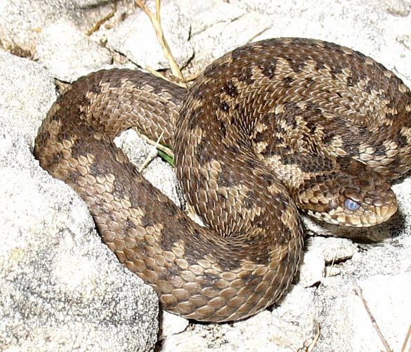 16072019 vipera