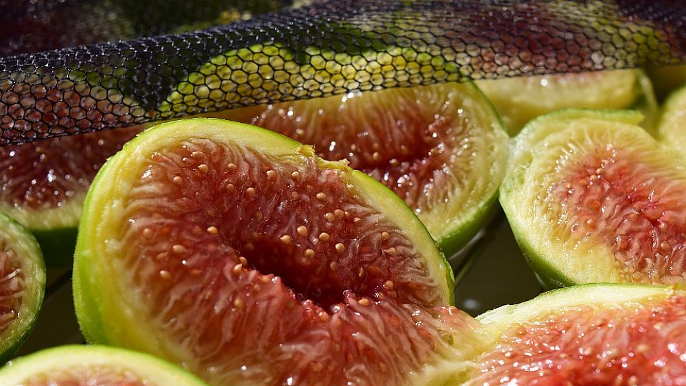 16082017 fichi bianchi