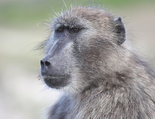 Bianca-Fasano foto - 16092015 babbuino