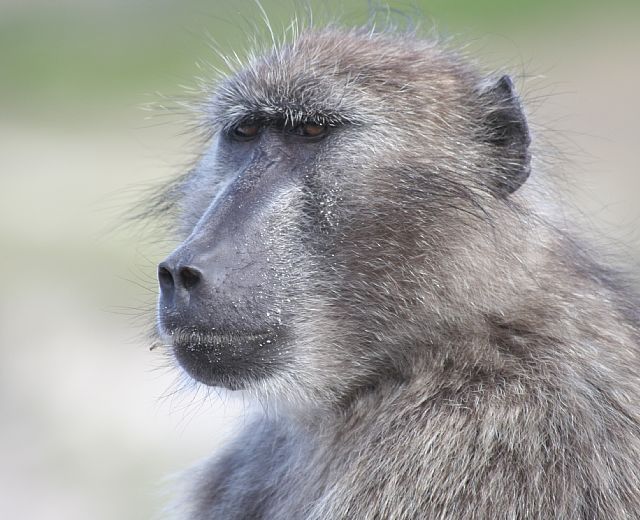 16092015 babbuino 16092015 babbuino