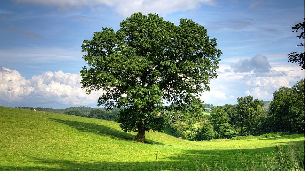 16092016 albero imponente