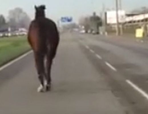 16102015 cavallo in strada