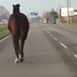 Agropoli Notizie foto - 16102015 cavallo in strada