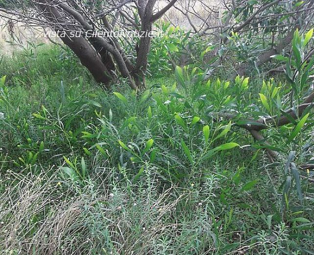 16112013 piante aliene parco