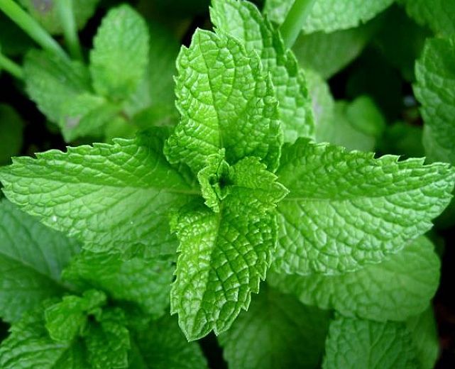 16112015 menta piperita 16112015 menta piperita