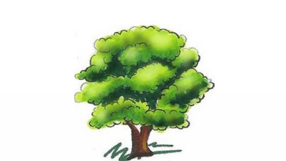 16112017 festa dell albero cilento