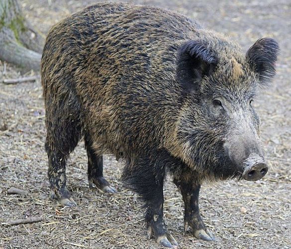 Marisa-Russo foto - 16112020 cinghiale