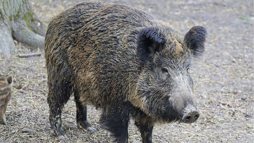 16112020 cinghiale 16112020 cinghiale