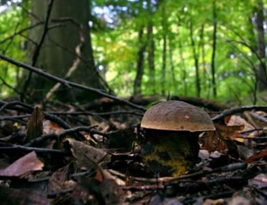 16122012 cerco funghi nel bosco