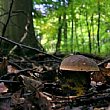 Cronaca foto - 16122012 cerco funghi nel bosco