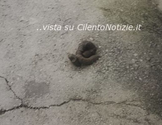 Paolo-Abbate foto - 16122012 escrementi a terra strada