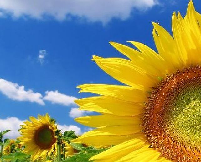 16122014 energia pulita