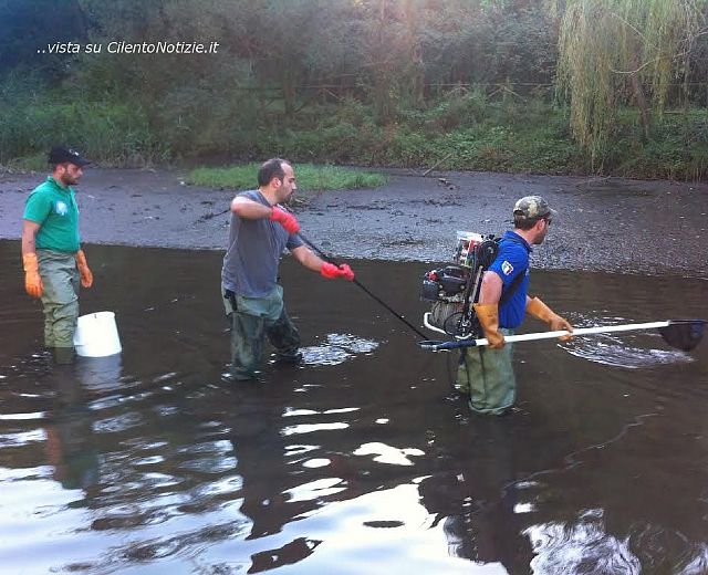 16122015 cattura fauna irno