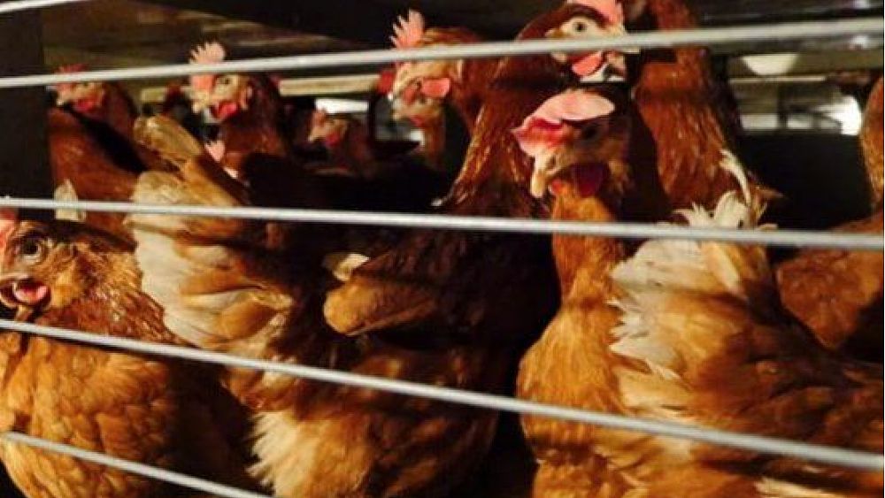 17022022 allevamenti in gabbia