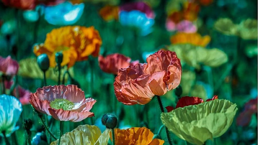 17022022 biodiversita 17022022 biodiversita