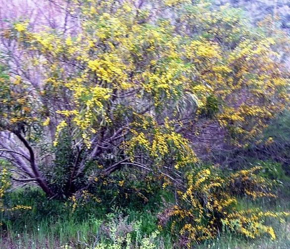 17032017 mimose duna cala