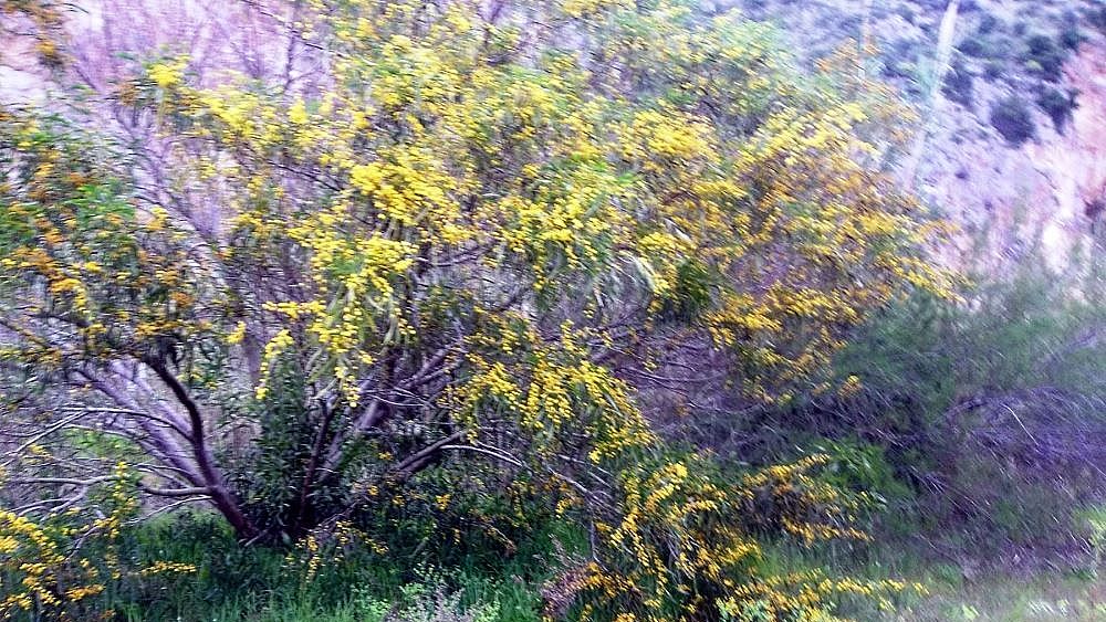 17032017 mimose duna cala