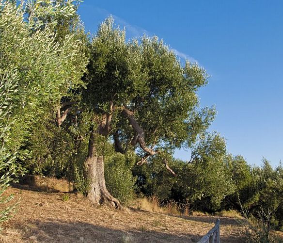 17032022 olivo pisciottano