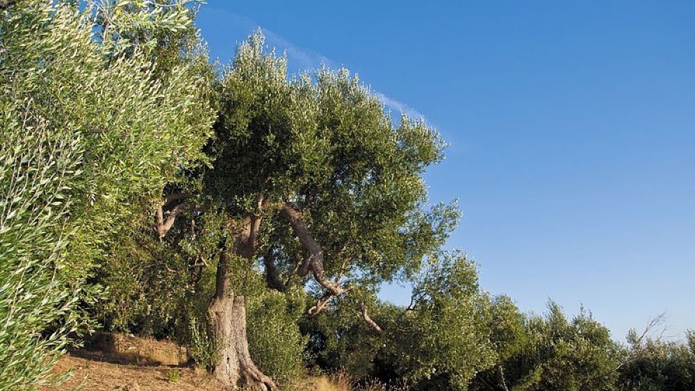 17032022 olivo pisciottano