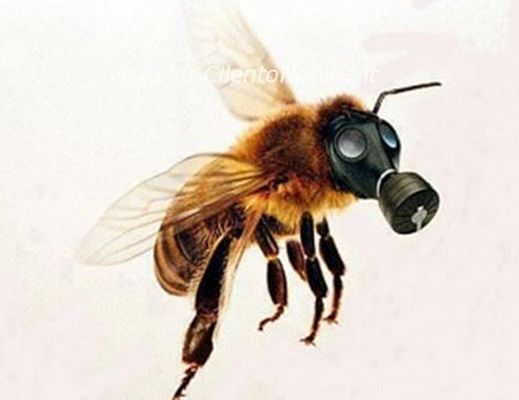 Paolo-Abbate foto - 17042014 api articolo abbate 01