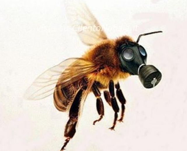 17042014 api articolo abbate 01