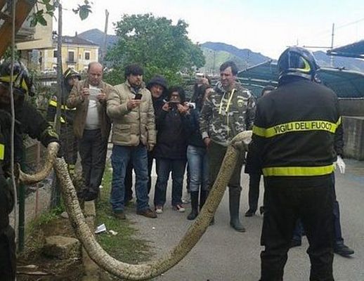 17042014 pitone nocera inferiore