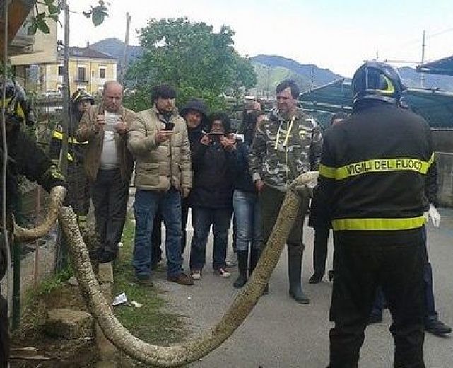 17042014 pitone nocera inferiore