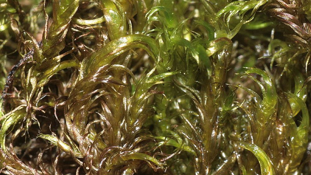 17042018 warnstorfia fluitans 17042018 warnstorfia fluitans