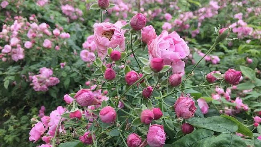 17052017 belle rose rosa