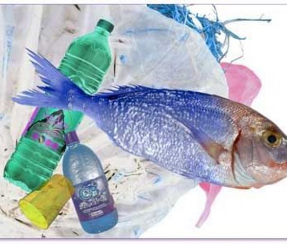 Marisa-Russo foto - 17052018 plastiche inquinamento