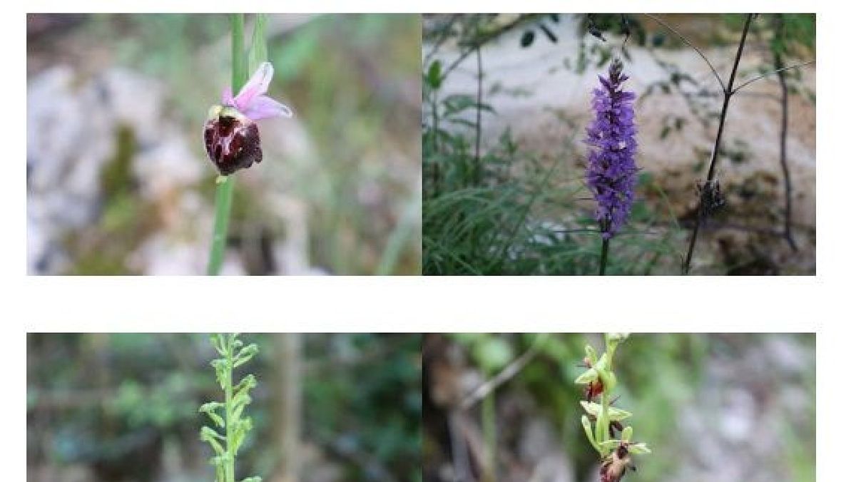 17052024 orchidee spontanee