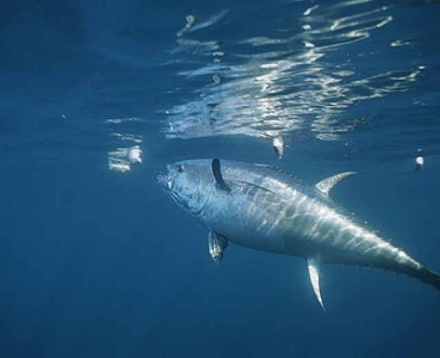 17062013 tonno rosso