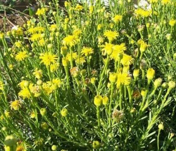 Marisa-Russo foto - 17062016 pianta fiore inula