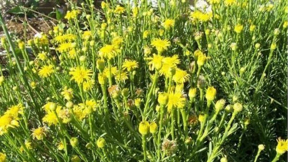 17062016 pianta fiore inula