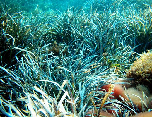 17072015 posidonia oceanica