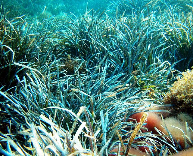 17072015 posidonia oceanica