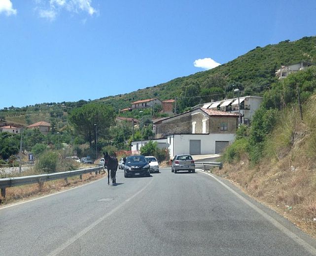 17092014 animali vaganti