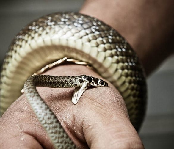 17092017 morso serpente