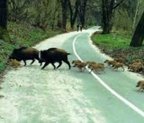 Paolo-Abbate foto - 17102016 cinghiali in strada