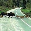 Ambiente foto - 17102016 cinghiali in strada
