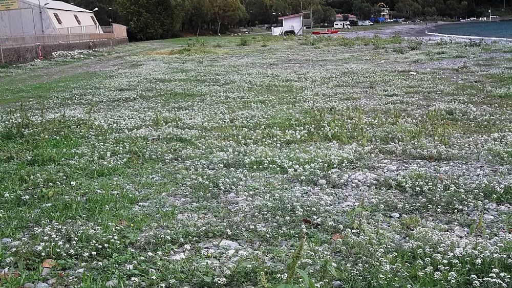 17102016 gigli di mare sapri