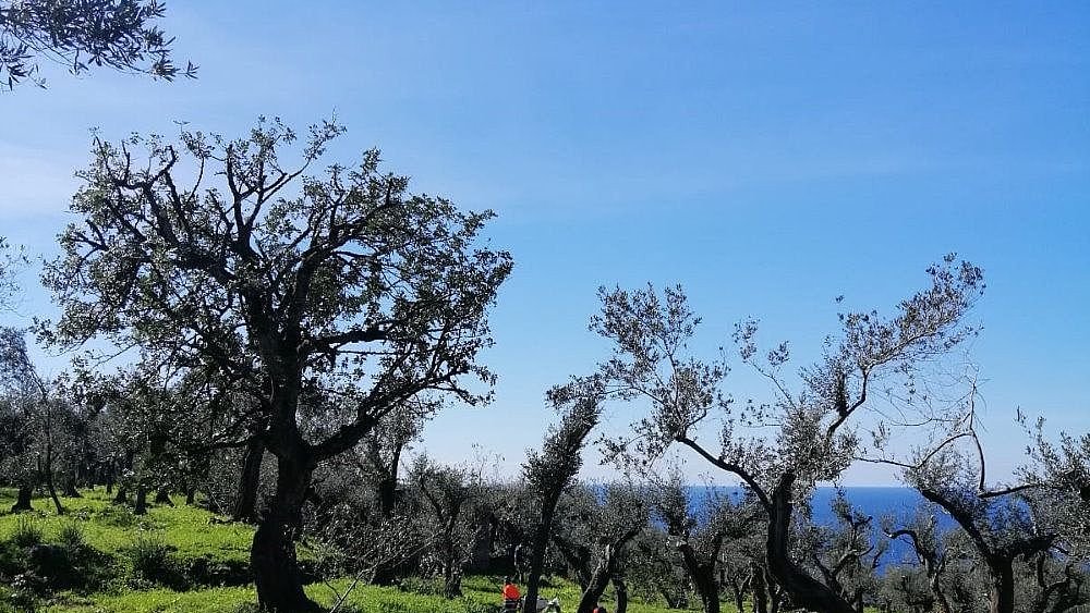 17102022 abbracciaunolivo 17102022 abbracciaunolivo