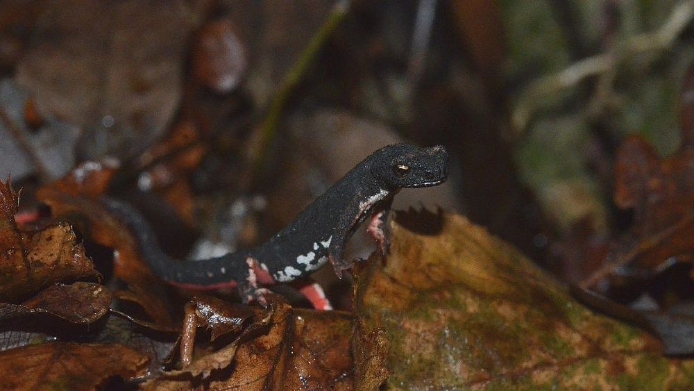 17112021 macaluso salamandrina ambiente   foto di g 17112021 macaluso salamandrina ambiente   foto di g