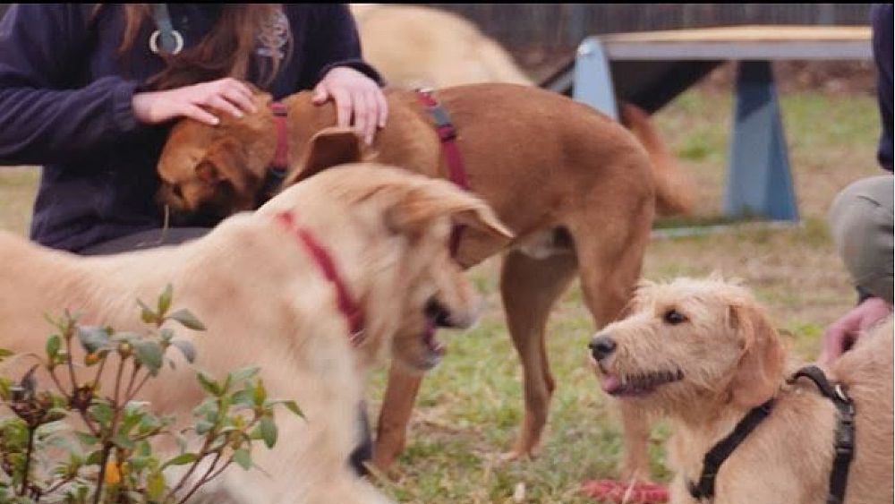 18012017 inseparabili