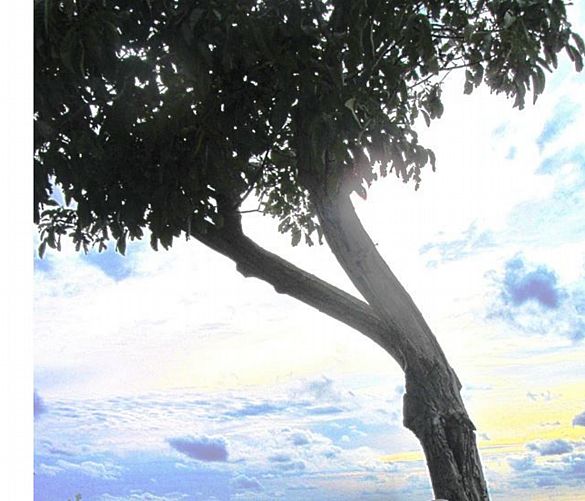 Marisa-Russo foto - 18032016 albero noce castellabate